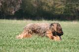 BRIARD 136